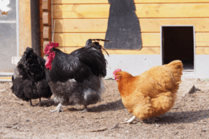 Compostagem Eficiente: Transformando Resíduos em Nutrição para suas Galinhas Ornamentais Veganas