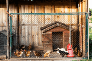 Construindo o Habitat Perfeito para suas Galinhas Ornamentais Veganas