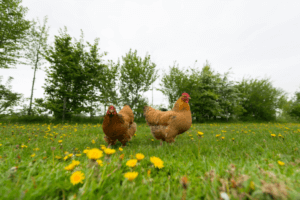 Jardins de Polinização: Atraindo Polinizadores para Benefício das Galinhas Ornamentais Veganas